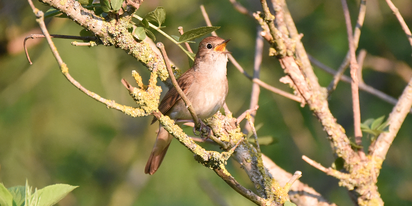 Des plumes et des chants